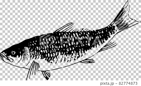 魚類：ワダカ 82774873