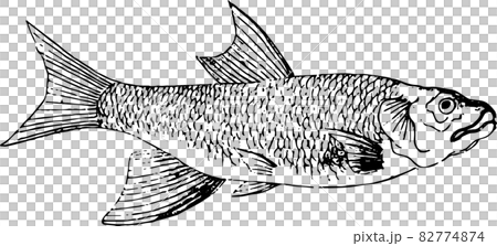 Fish: Hass - Stock Illustration [82774874] - PIXTA