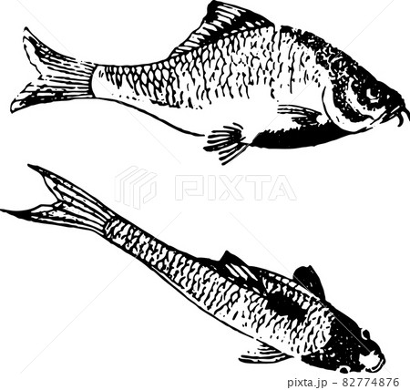 魚類：タナゴ2のイラスト素材 [82774876] - PIXTA