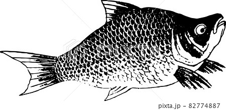 魚類 フナのイラスト素材 7747