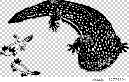 両生類：オオサンショウウオのイラスト素材 [82774894] - PIXTA