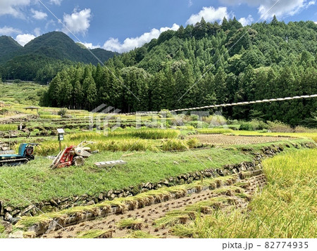 稲刈りが始まった初秋の棚田〈四谷千枚田/愛知県新城市〉 82774935