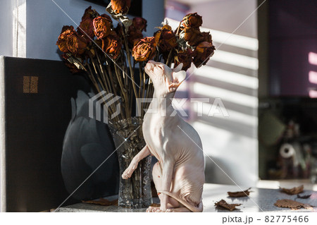 White Don sphynx cat sitting near dried roses flowers in vintage glass vase on table with sunlight and shadows patterns on the background 82775466