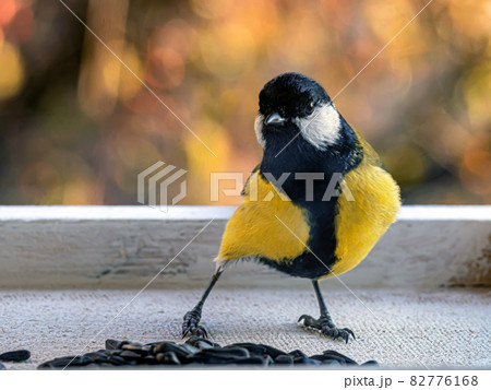 Big tit  is sitting on the bird feeder and looking at camera. Close-up. Blurred background. Big tit  is sitting on the bird feeder and looking at camera. Close-up. Blurred background. 82776168