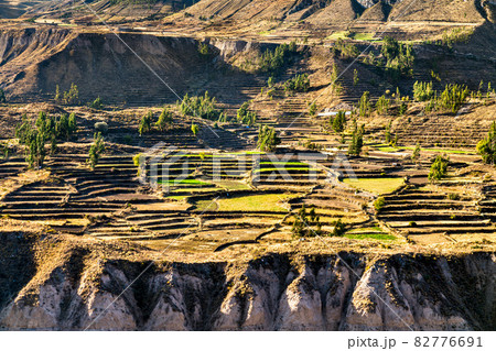 Terraced field within the Colca Canyon in Peru Terraced field within the Colca Canyon in Peru 82776691