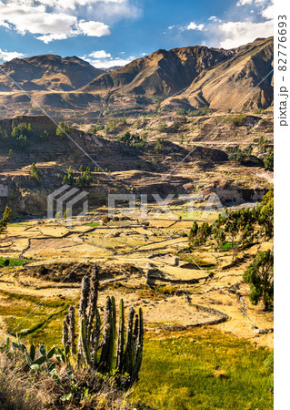 Terraced fields within the Colca Canyon in Peru 82776693