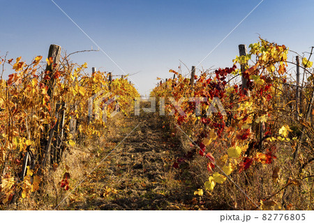 autumn vineyard near Eger, Northern Hungary 82776805