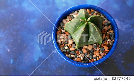 Top view of a star cactus in a blue pot surrounded with colorful pebbles. On a blue starry surface with copy space on the left. 82777549