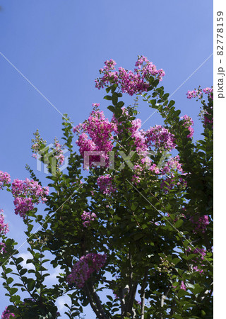 サルスベリ 百日紅 の木がピンク色の花を咲かせています の写真素材