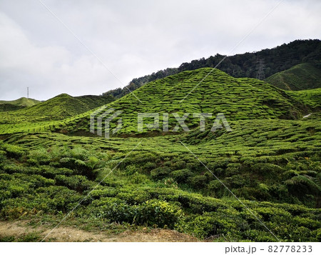 tea plantage in cameron highlands tea plantage in cameron highlands 82778233