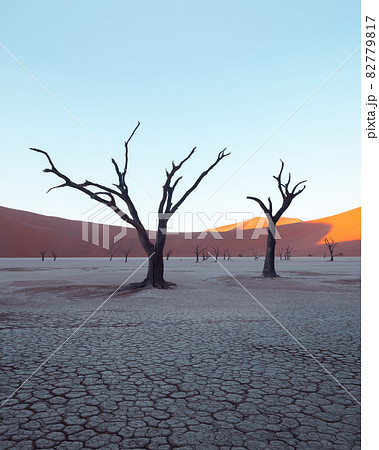 Dead Camelthorn Trees at sunrise 82779817