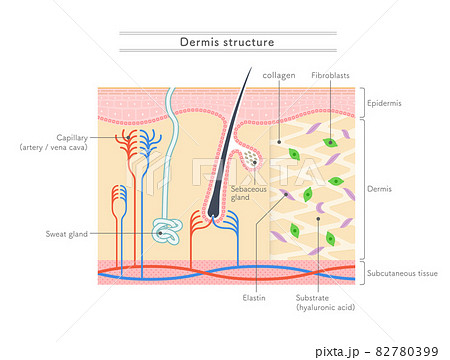 真皮の構造を示すイラスト 英語表記 のイラスト素材