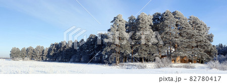 Pesterevskaya grove winter. Verhovazhe, Vologda Region, Russia. Panorama 82780417