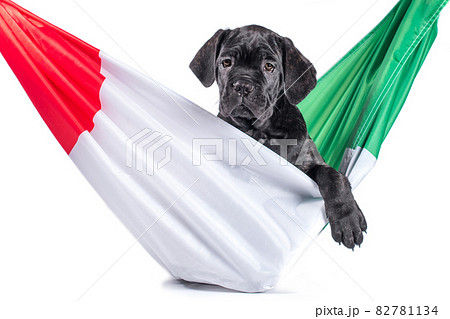 black cane corso puppy with italian flag black cane corso puppy with italian flag 82781134
