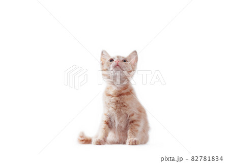 bright red kitten standing and looking up on a white background bright red kitten standing and looking up on a white background 82781834