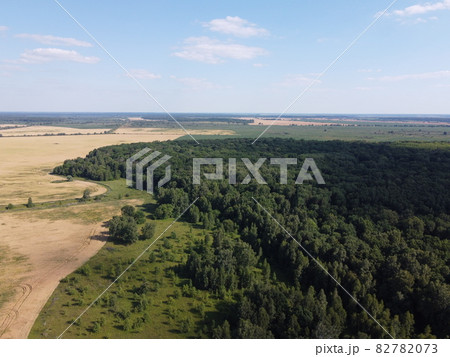 Dense green forest under blue sky, sunny summer weather. Scenery. 82782073