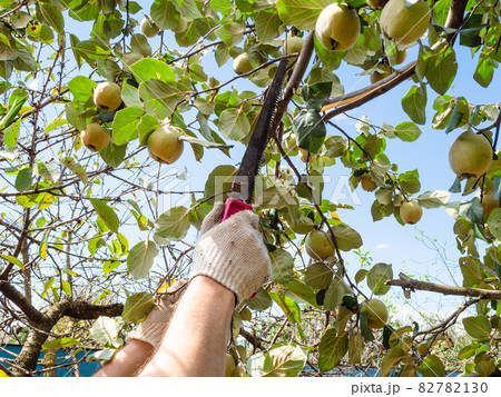 man saws a quince tree branch with a hand saw 82782130