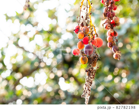 pink grapes and brown marmorated stink bug 82782198