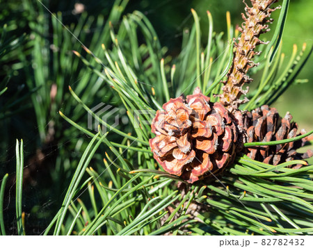 pine cone on twig with long needles closeup 82782432