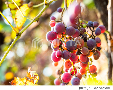 bunch of pink grapes illuminated by sun closeup bunch of pink grapes illuminated by sun closeup 82782566