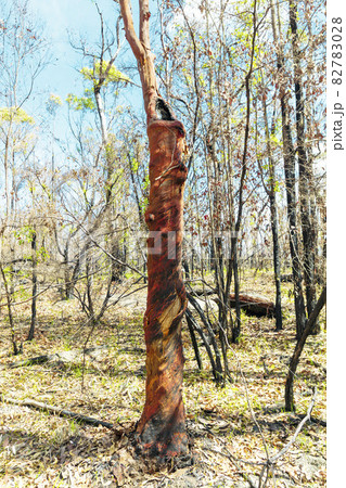 Photograph of trees burnt by bushfire in the Blue Mountains in Australia 82783028