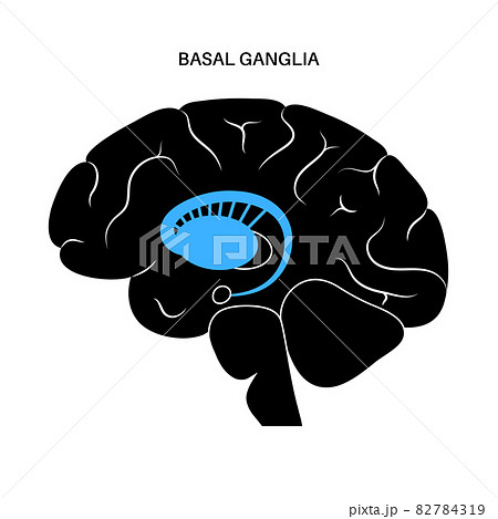 Basal ganglia anatomy Basal ganglia anatomy 82784319