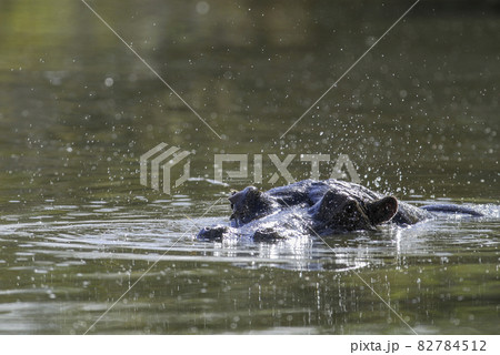 African Hippopotamus, South Africa, in forest environment 82784512