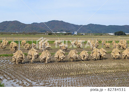 収穫した稲穂の杭掛け乾燥 82784531