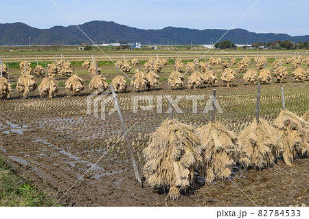 収穫した稲穂の杭掛け乾燥 収穫した稲穂の杭掛け乾燥 82784533