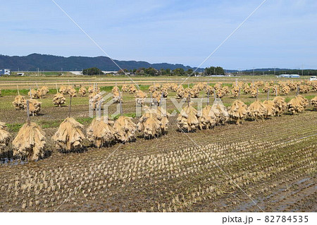 収穫した稲穂の杭掛け乾燥 収穫した稲穂の杭掛け乾燥 82784535
