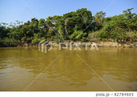 Pantanal forest ecosystem, Mato Grosso, Brazil 82784603