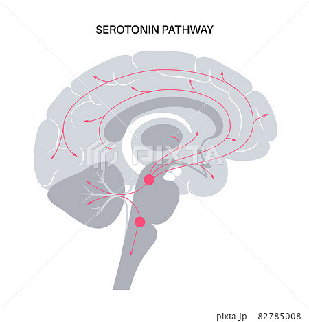 Serotonin pathway in brain Serotonin pathway in brain 82785008