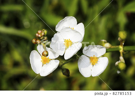 オモダカの花 オモダカの花 82785153