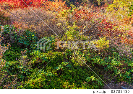 (栃木県)那須岳・茶臼岳 姥ヶ平の紅葉 (栃木県)那須岳・茶臼岳 姥ヶ平の紅葉 82785459