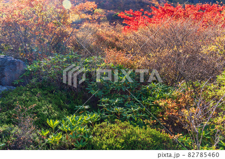 (栃木県)那須岳・茶臼岳 姥ヶ平の紅葉 (栃木県)那須岳・茶臼岳 姥ヶ平の紅葉 82785460