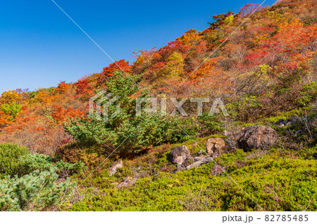 (栃木県)那須岳・茶臼岳 姥ヶ平の紅葉 (栃木県)那須岳・茶臼岳 姥ヶ平の紅葉 82785485