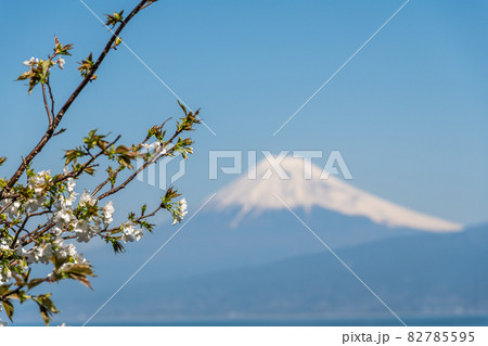 【沼津市 オオシマザクラと富士山】 【沼津市 オオシマザクラと富士山】 82785595