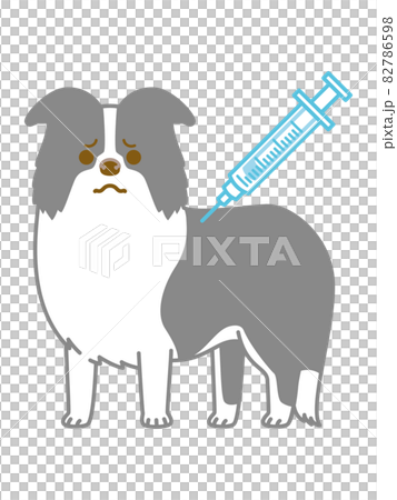 Border collie hitting an injection Border collie hitting an injection 82786598