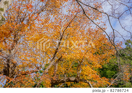 晩秋の修学院離宮 82786724