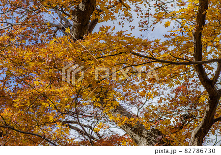 晩秋の修学院離宮 82786730