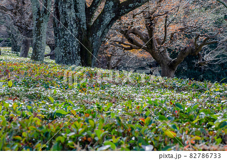 晩秋の修学院離宮 82786733