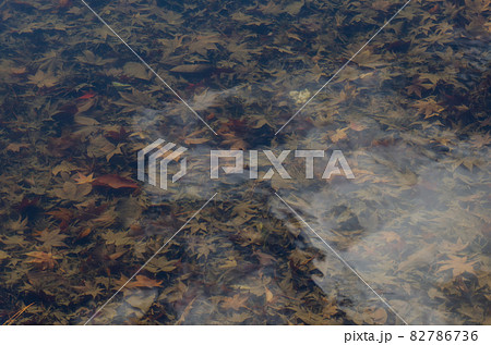 晩秋の修学院離宮 82786736