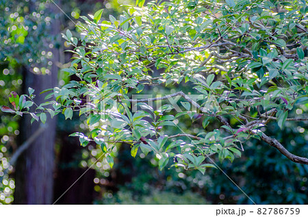 晩秋の修学院離宮 82786759