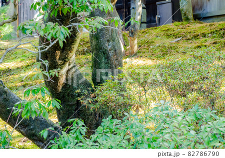 晩秋の修学院離宮 82786790