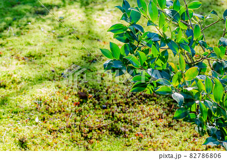 晩秋の修学院離宮 82786806