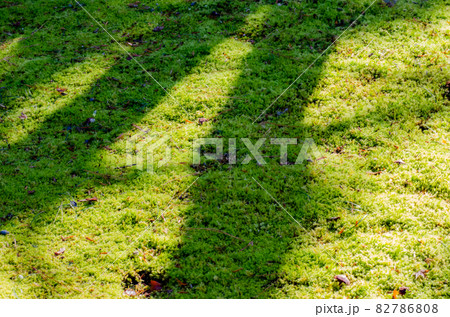 晩秋の修学院離宮 82786808