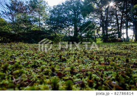 晩秋の修学院離宮 82786814
