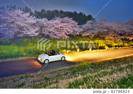 夜桜　菜の花　ライトアップ　オープンカー（コペン）群馬県 82786824