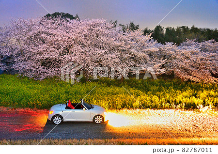 夜桜 菜の花 ライトアップ オープンカー(コペン)群馬県 夜桜 菜の花 ライトアップ オープンカー(コペン)群馬県 82787011