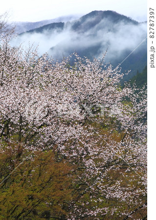 さくらと朝靄 82787397